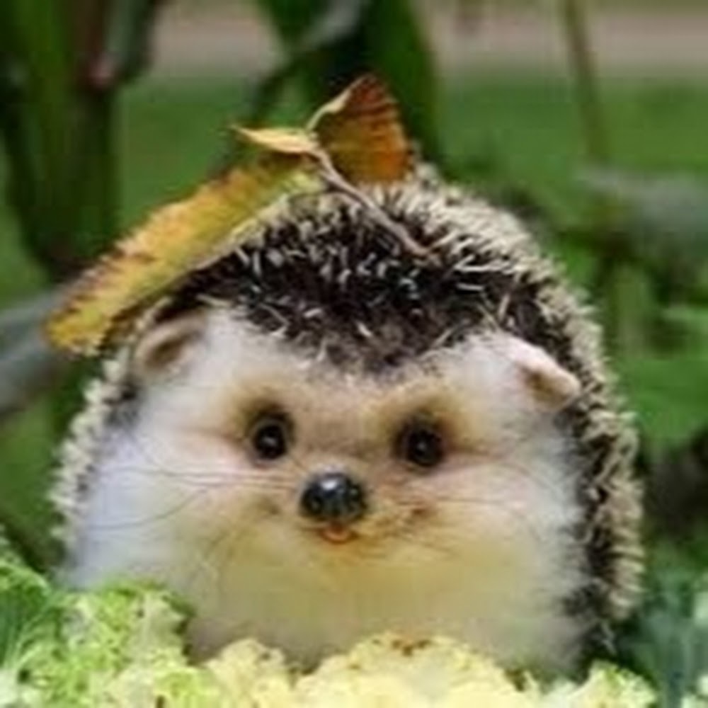 Meet your Posher, Lilian